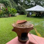 Aromatic Vetiver Roots