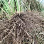 Freshly dug Vetiver roots